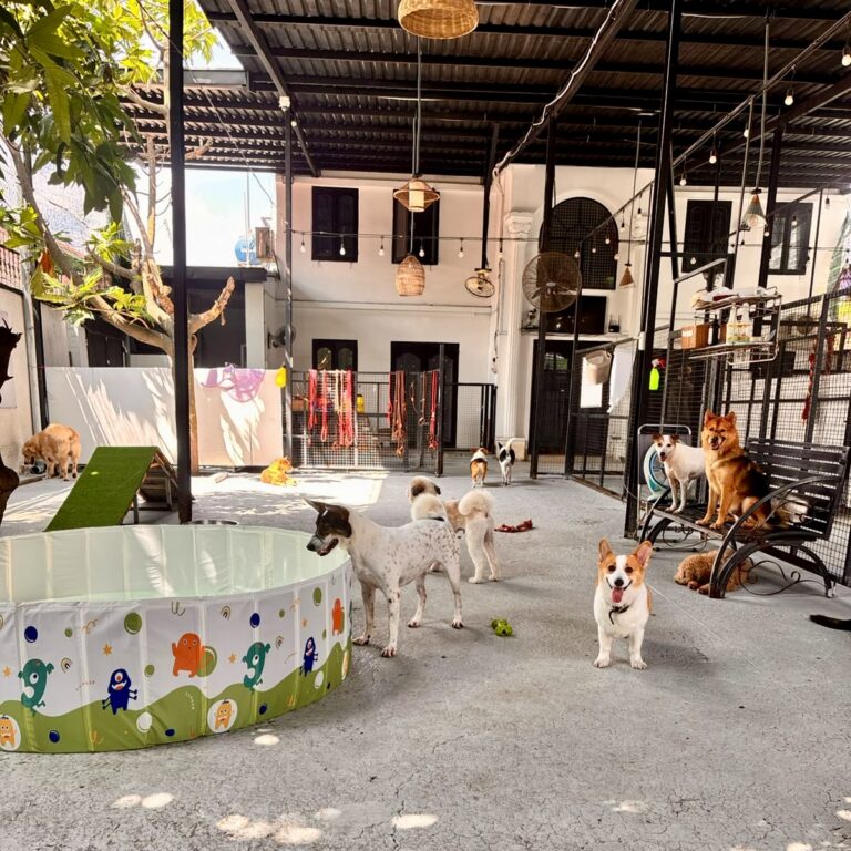 Doggie Ranch FDM